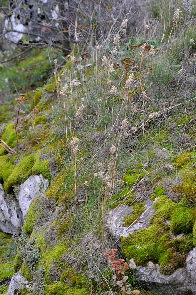 Изображение особи Allium podolicum.