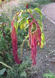 Amaranthus caudatus. Цветущее растение. Крым, Симферополь, ботсад университета. 31 октября 2008 г.