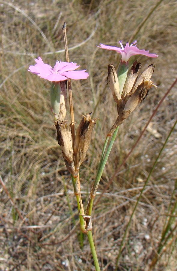 Изображение особи Dianthus polymorphus.