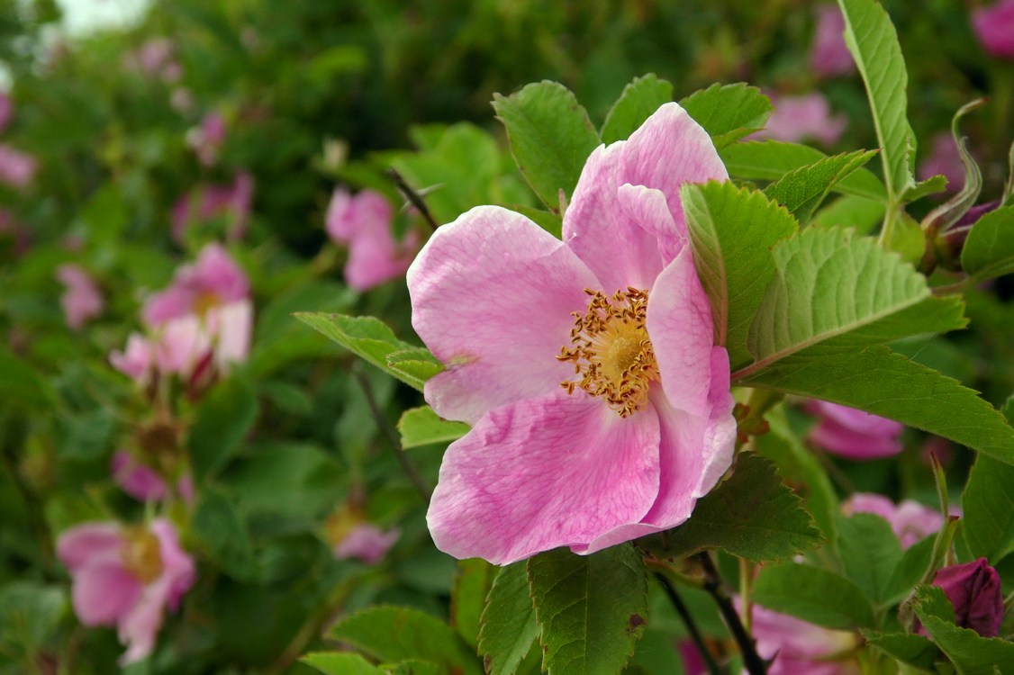 Изображение особи Rosa cinnamomea.