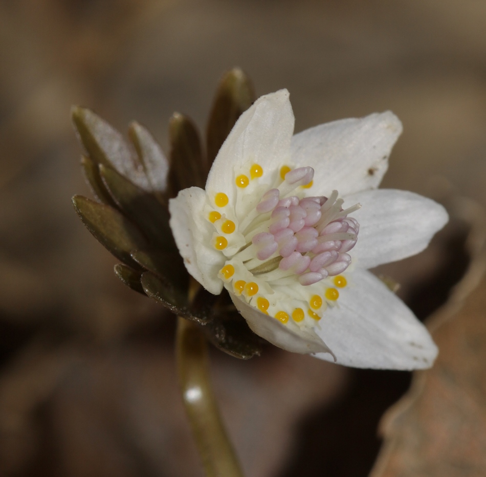 Изображение особи Eranthis stellata.