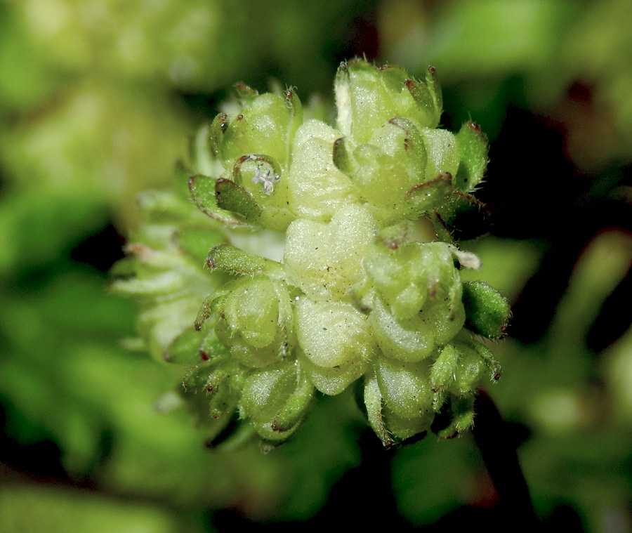 Изображение особи Valerianella turgida.