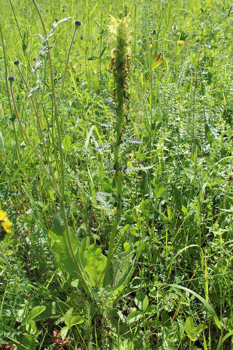 Изображение особи Pedicularis kaufmannii.