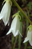 Campanula alliariifolia. Часть соцветия. Республика Адыгея, Майкопский р-н, ок. 1 км севернее пос. Хамышки, южный склон горы Монах, выс. ок. 1000 м н.у.м., у обрыва. 21.08.2016.