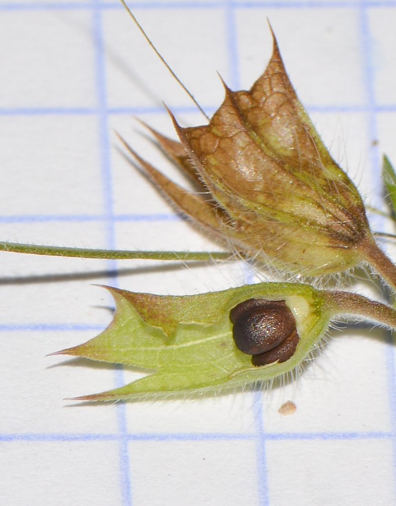 Image of Salvia verbenaca specimen.