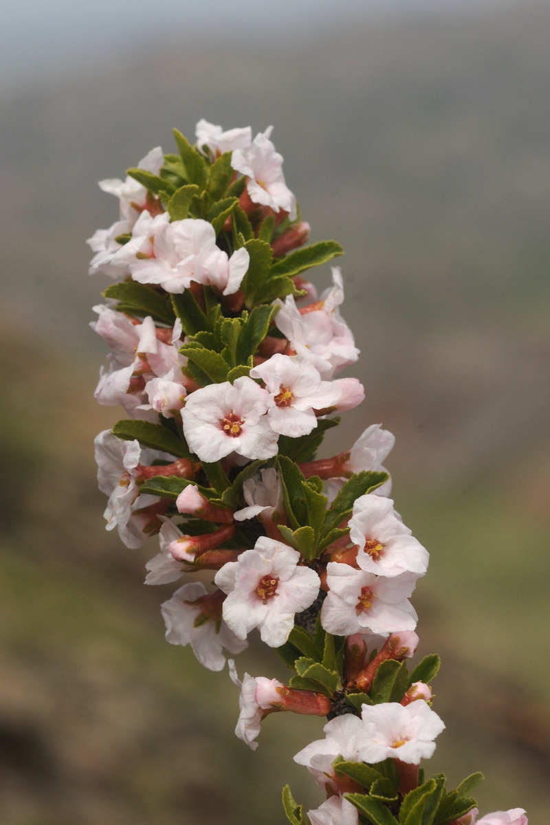 Изображение особи Cerasus tianshanica.