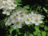 Spiraea flexuosa. Цветки. Приморский край, г. Владивосток, Ботанический сад-институт ДВО РАН. 20.05.2010.