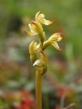 Corallorhiza trifida