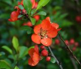 Chaenomeles japonica