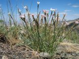 Dianthus angrenicus. Цветущее растение. Южный Казахстан, Таласский Алатау, запов. Аксу-Жабаглы, перевал Кши-Каинды, выс. 2650 м н.у.м., склон северной экспозиции. 17 июля 2017 г.