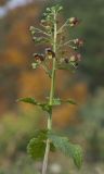 Scrophularia scopolii