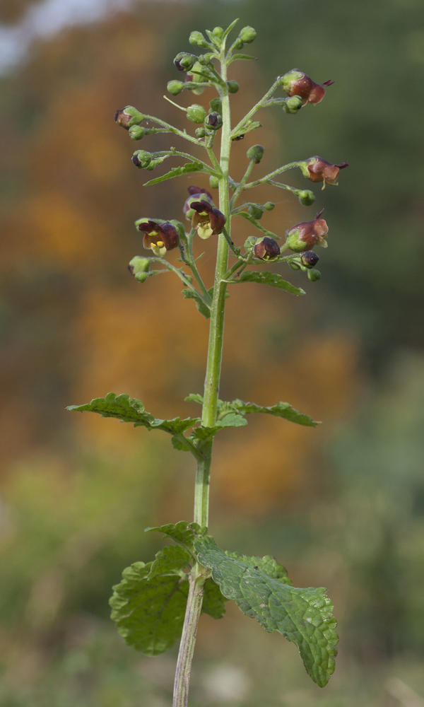 Изображение особи Scrophularia scopolii.