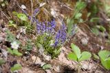 Polygala amarella. Цветущее растение. Ленинградская обл., Кировский р-н, окр. дер. Васильково; долина р. Лава, частично задернованная известняковая осыпь. 04.06.2017.