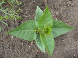 Mirabilis jalapa