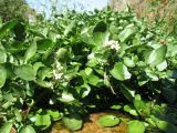 Nasturtium officinale