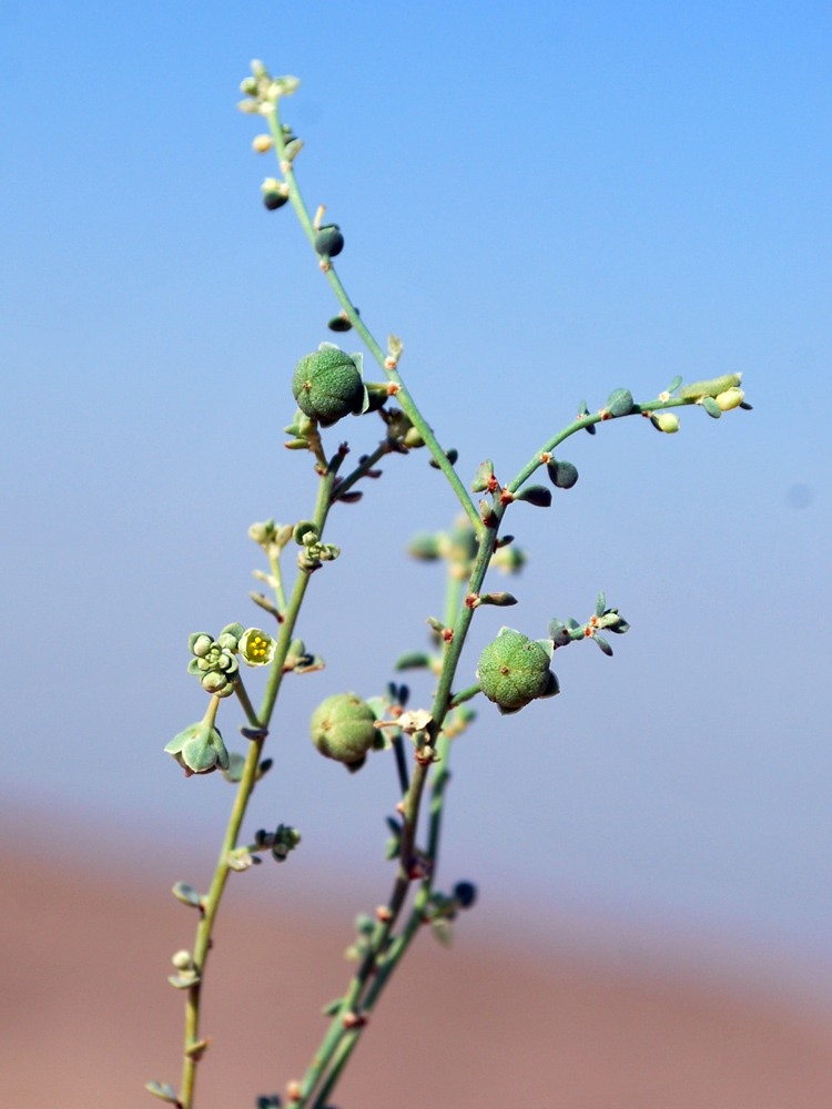 Image of Andrachne rotundifolia specimen.