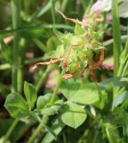 Trifolium clypeatum. Отцветшее соцветие. Израиль, к востоку от большого Тель-Авива, Национальный парк Мигдаль Цедек, луг на месте гариги. 05.03.2018.