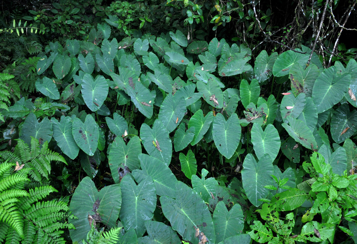 Изображение особи Colocasia esculenta.