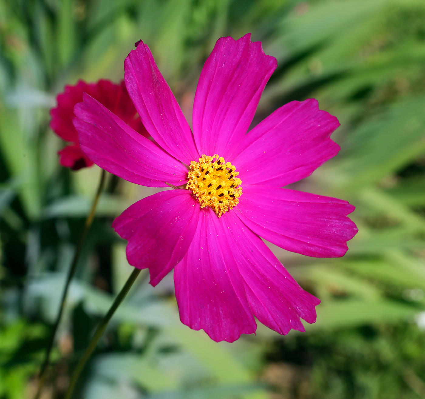 Изображение особи Cosmos bipinnatus.