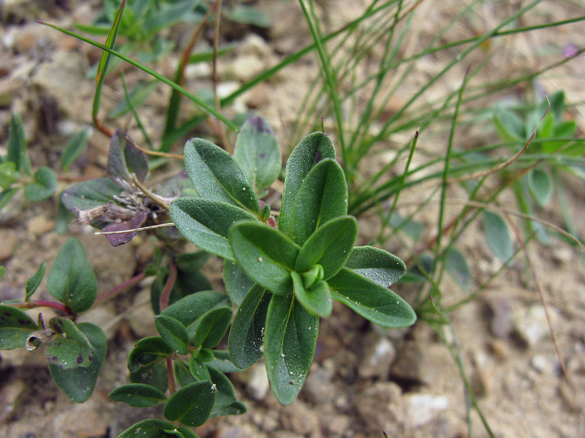 Изображение особи Thymus nummularius.