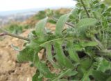 Crepis rhoeadifolia. Лист. Дагестан, г/о Махачкала, гора Тарки-Тау, у дороги. 05.05.2018.