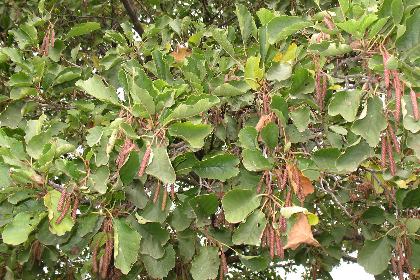 Изображение особи Alnus glutinosa.