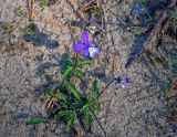 Viola tricolor. Цветущее растение. Московская обл., Орехово-Зуевский р-н, долина р. Нерская, песчаный участок на опушке сосняка. 22.09.2018.