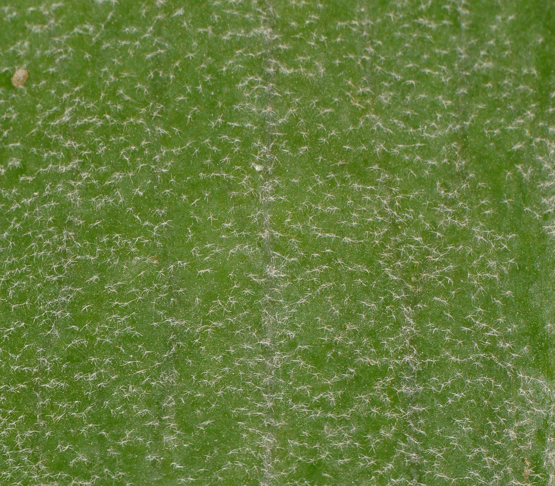 Изображение особи Platycerium bifurcatum.