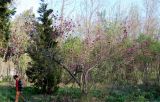 Magnolia × soulangeana. Цветущее дерево. Узбекистан, г. Ташкент, Ботанический сад им. Ф.Н.Русанова. 24.03.2019.
