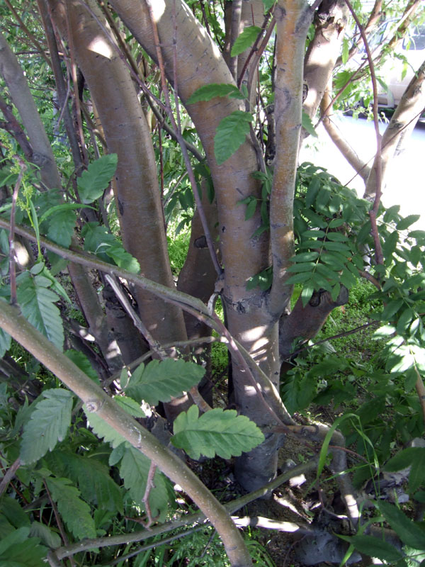 Image of Sorbus &times; thuringiaca specimen.