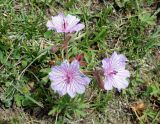 Geranium transversale