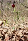 Fritillaria ruthenica