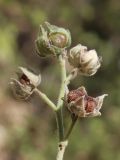 Althaea narbonensis. Верхушка побега с плодами. Крым, Севастополь, окр. Балаклавы, шибляк. 16.08.2020.