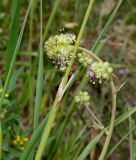 Poterium sanguisorba