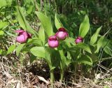 Cypripedium macranthos. Цветущие растения. Новосибирская обл., Искитимский р-н, окр. пгт Линёво, школьный заказник орхидей, берёзовый колок. 10 июня 2022 г.