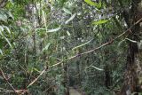 семейство Poaceae. Ветка с листьями. Малайзия, штат Саравак, округ Мири, национальный парк «Мулу». 13.03.2015.
