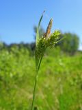 Carex pallescens. Верхушка побега с отцветшими соцветиями. Томск, окр. ж.-д. ст. Томск-Северный, лесной луг. 18.06.2010.