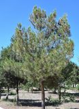 Pinus pityusa. Взрослое дерево. Дагестан, г. Каспийск, в культуре. 31.07.2022.