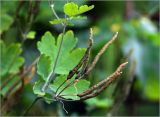 Chelidonium majus