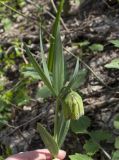 Fritillaria ophioglossifolia