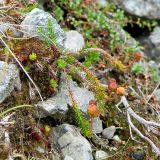 Harrimanella hypnoides. Плодоносящее растение. Кольский полуостров, горы Хибины, верховья руч. Маннепахк. Август.