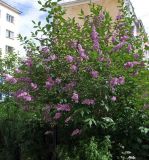 Syringa josikaea