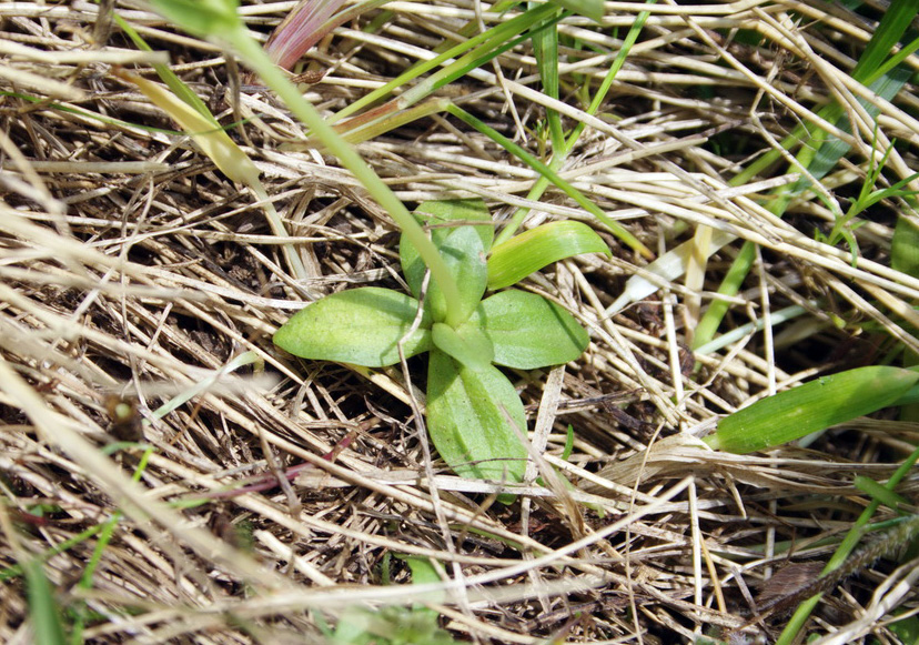 Изображение особи Gentiana angulosa.