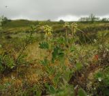 Astragalus frigidus. Цветущее растение возле болотца в кустарничково-лишайниковой тундре. Окр. г. Мурманска, 26.06.2011.