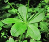 Galium triflorum