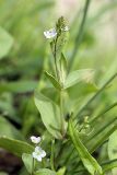 Veronica anagallis-aquatica. Верхушка цветущего растения. Южный Казахстан, Верхний Боролдай, каменистая коса на реке. 29.06.2011.