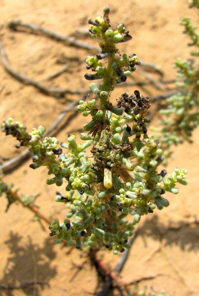 Изображение особи Salsola foliosa.