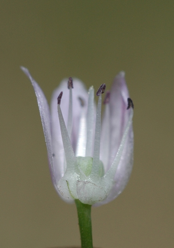 Изображение особи Allium ivasczenkoae.