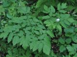 Actaea spicata