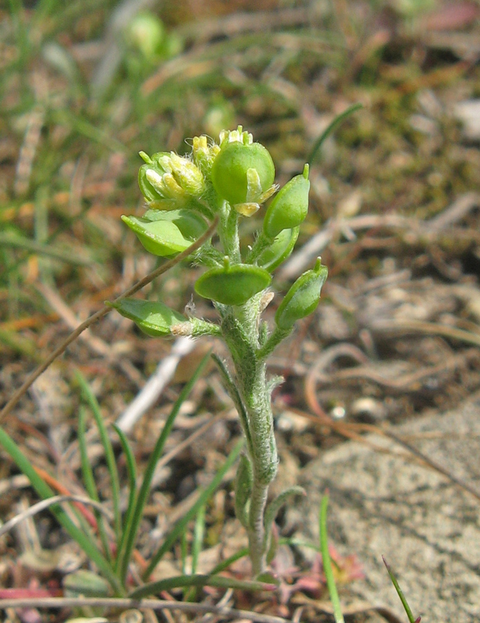 Image of Alyssum turkestanicum var. desertorum specimen.